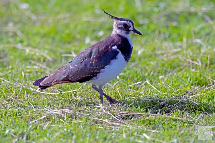 Extra subsidie voor bescherming boerenlandvogels