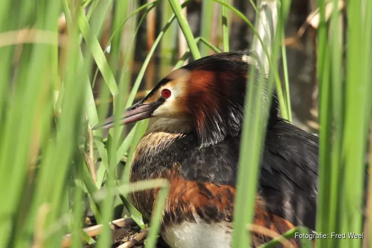 Natuurrondleiding dicht bij huis