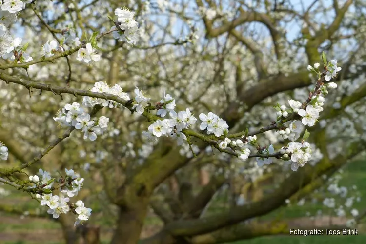 Japanse bloesempracht in Lutjebroek