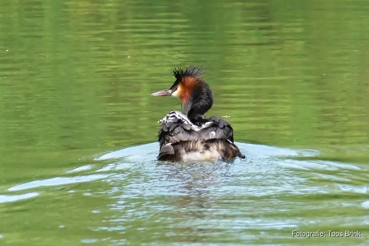 Moeders spotten vanaf het water op Moederdag