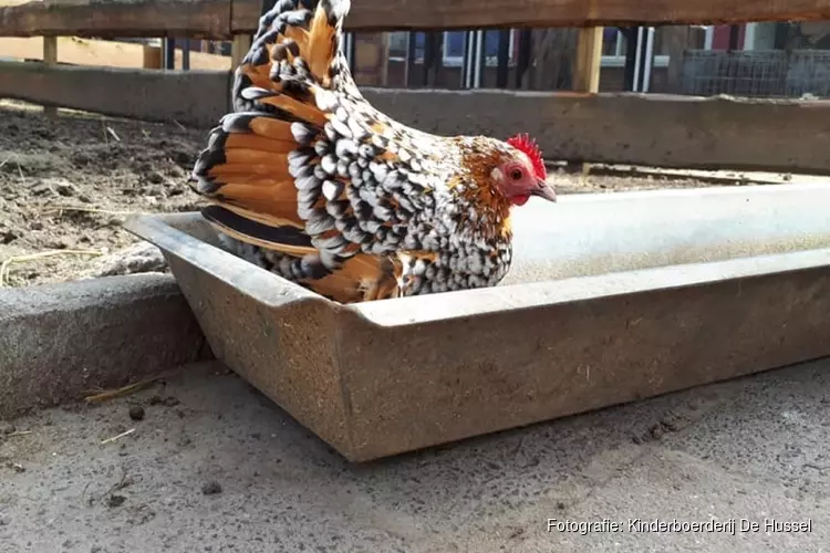 Kinderboerderij beroofd van kippen: "Wat moeten ze met die beesten?"