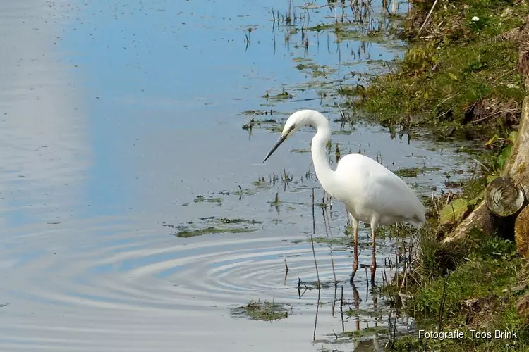 Vroege vogelvaartocht