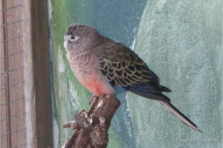 Tropische vogeltjes in het Streekbos